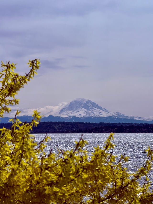 Rainier from Seward Park on a beautiful spring day