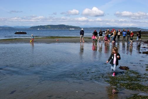 Beach naturalist program will be back, Seattle Aquarium says, but with changes