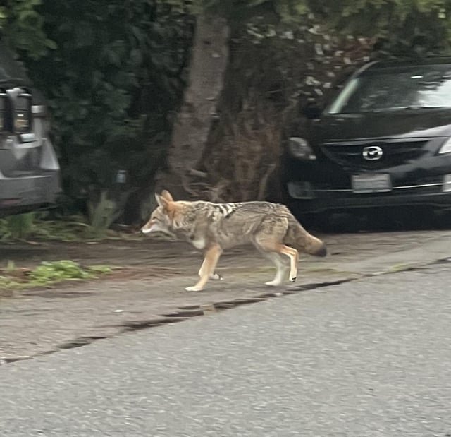 Looking for your cat?