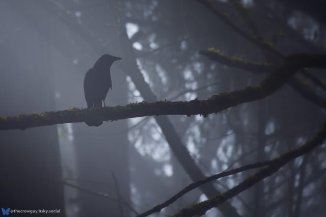 Went to Lincoln Park to try to find the elusive Caramel Crow. Couldn’t find it but I did find this Mist Crow.