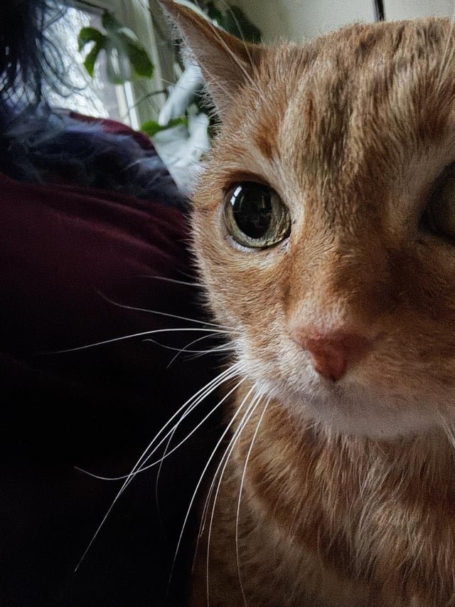 Unused Rx Flea Medicine