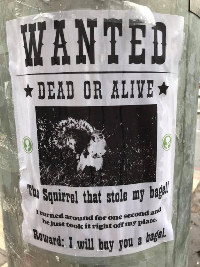 Cp Hill Squirrel poster from 2018