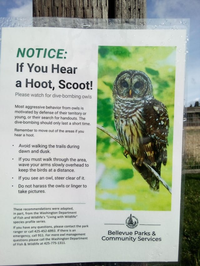 Problem Animals? No, Party Animals!