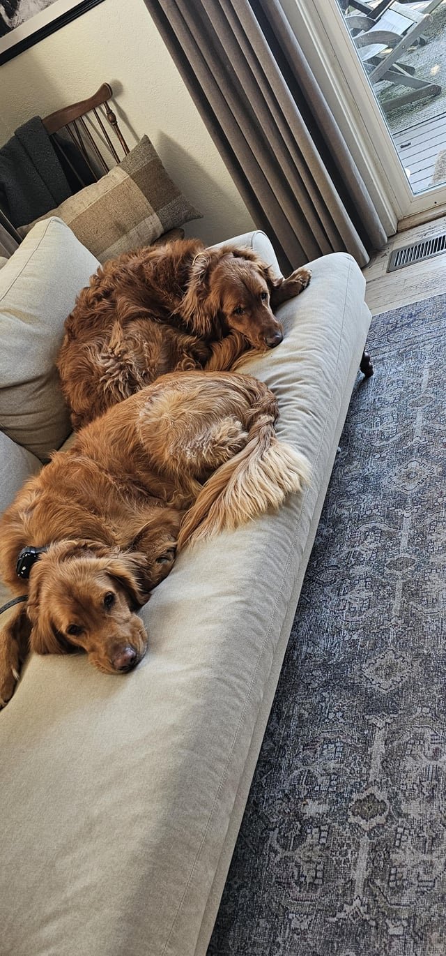 Thank you Pet Parents!