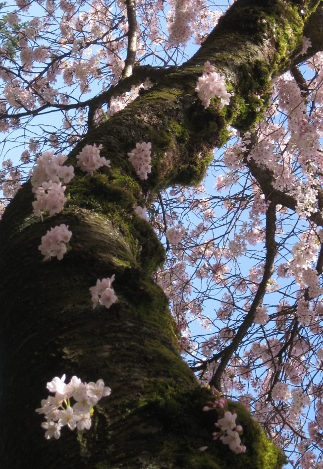 Fauntleroy Community Association Food Fest, new SPD chief at Southwest Precinct, more for your West Seattle Tuesday