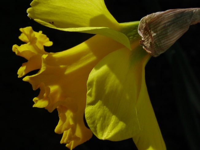 Poetry, politics, cookies, cribbage, much more for your West Seattle Wednesday