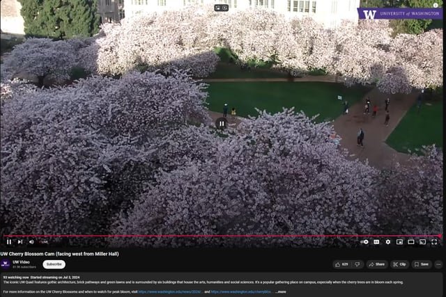 The Blossoms Survived! (aka, I’ll See You and Half of Seattle in the Quad this Weekend)