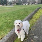 Lost dog! Please help!