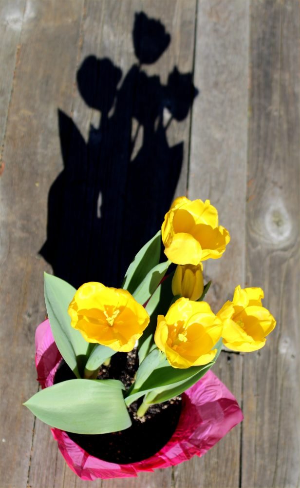 WEST SEATTLE SATURDAY! 32 notes for the last day before we ‘spring forward’