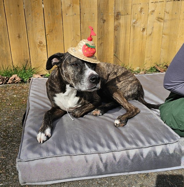 Guffman Says It is 70.