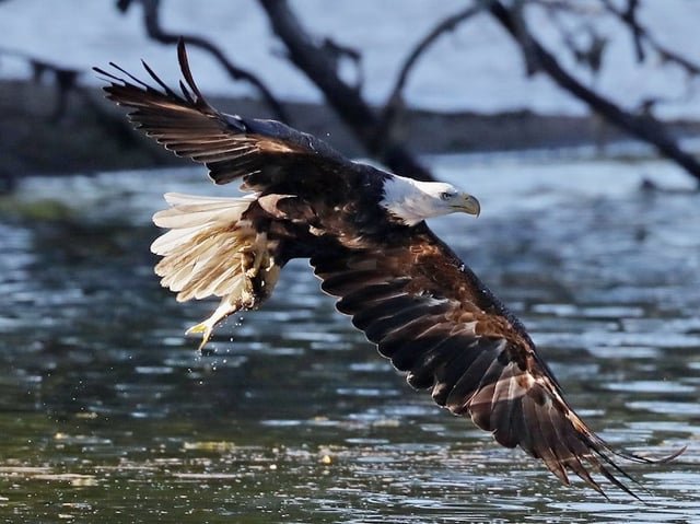 Grab your binoculars — Seattle’s skies are abound with eagles this season