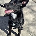 Black Lab/Husky Puppy Looking for a Loving Home – Seattle Area 🏡