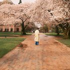 UW Cherry Blossoms