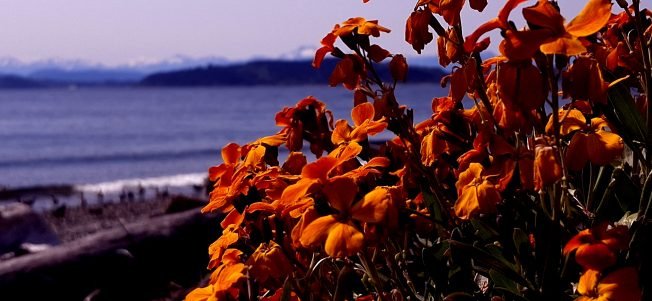 Low-low tide, Pope memorial, trivia, more for your West Seattle Tuesday