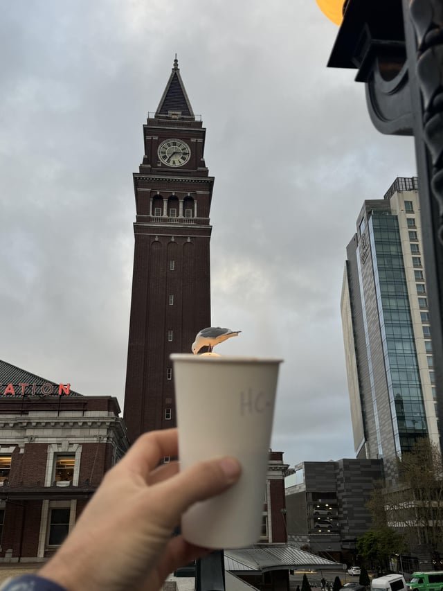 This seagull is never leaving Seattle.