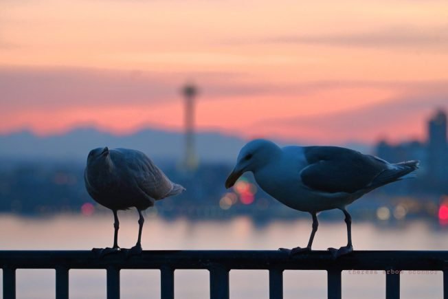 Get an early weekend start with these options for your West Seattle Friday