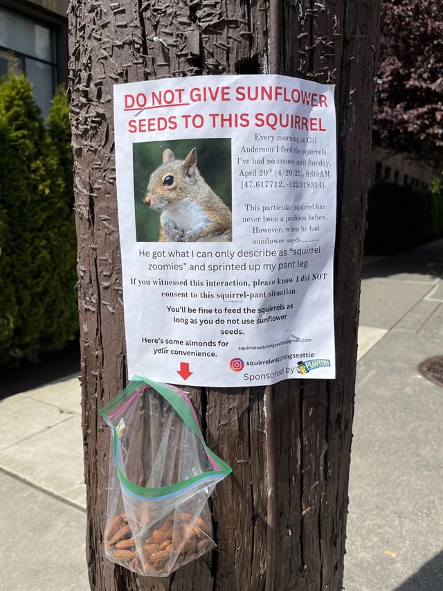Squirrel zoomies