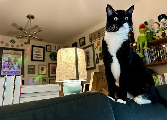 Mobile Vet in North Seattle?