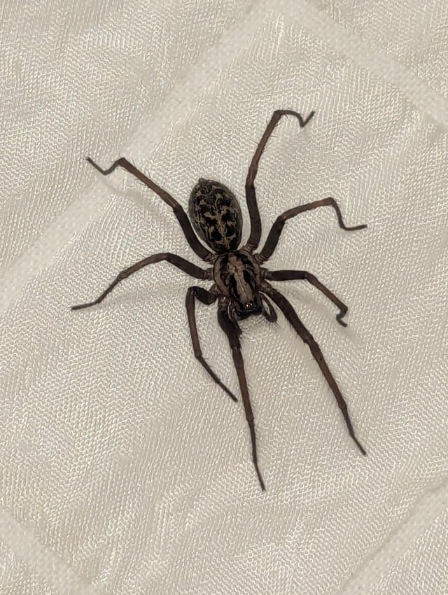 Big Girl in Ballard, loving life in my shower curtain