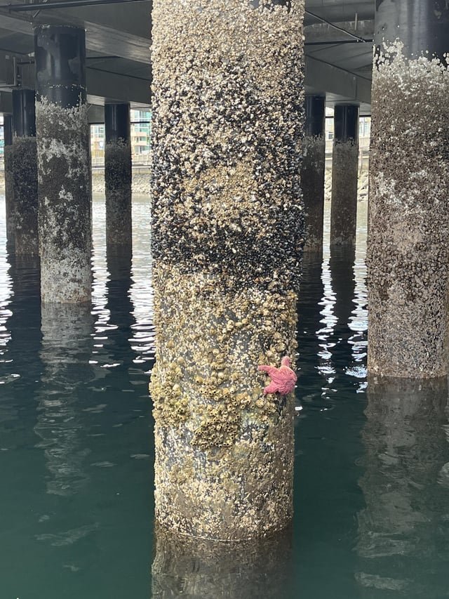 Has anyone seen this starfish?