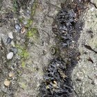 My daughter and I went tidepooling and we need help identifying this creature. It moves and squeezes smaller if touched. Google Lens was no help.