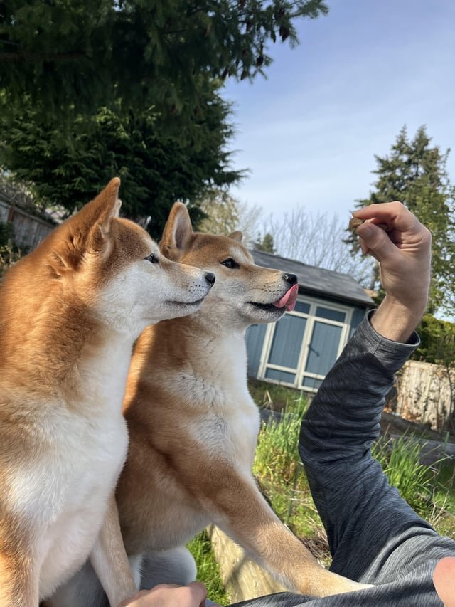 Salmon Shiba Snacks in the Sunshine