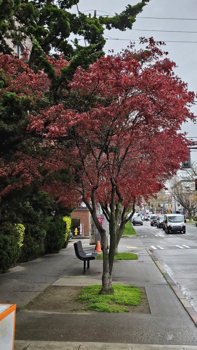 I simply just liked this tree in Queen Anne
