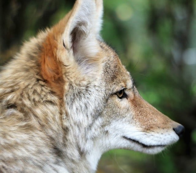 Coyotes are here to stay in Seattle’s urban core. So how can we coexist?