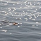 Harbor seal at the Ballard Locks