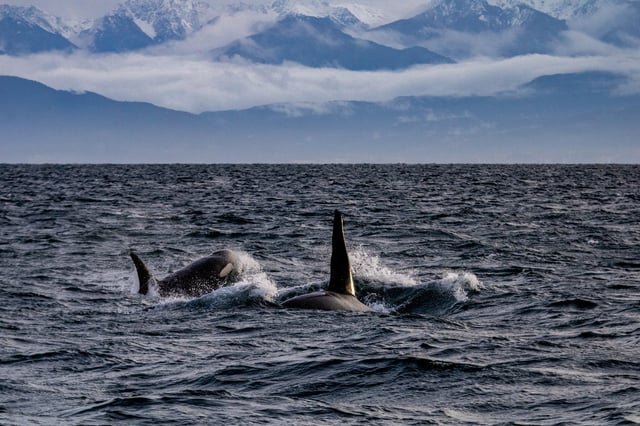 NOAA plans to strip habitat from Endanger Species safeguards; voice your objections.