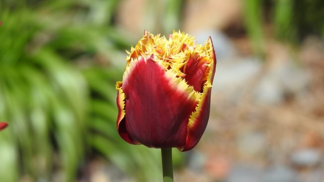 From baseball to bingo, here’s the list for your West Seattle Tuesday!