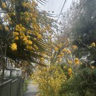 These are lovely. What are they?