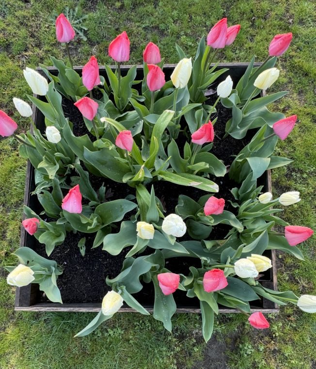 WEST SEATTLE SUNDAY:  20 notes!