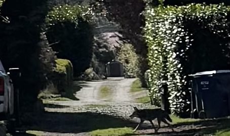 WEST SEATTLE COYOTES: Daytime sightings in Gatewood, Upper Fauntleroy