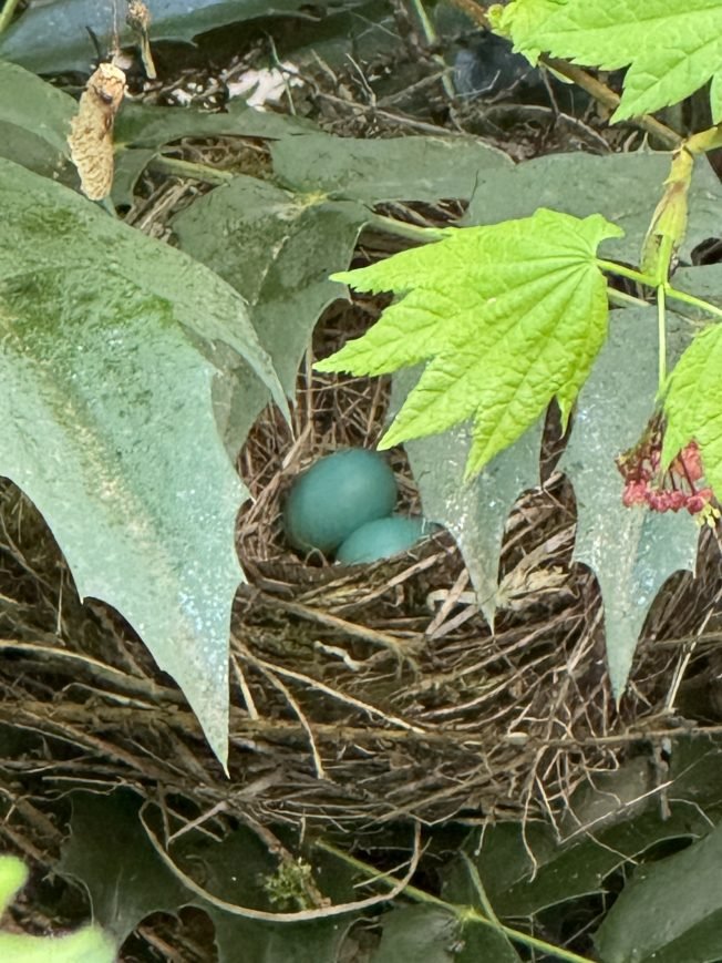 Low-low tide, dine-out benefit, sports, more for your West Seattle Monday