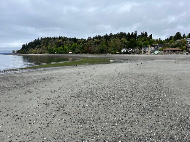 WEST SEATTLE BEACHES: Low-low tide with uncovered wildlife and dedicated naturalists