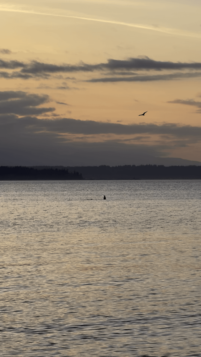 What is this in the water?