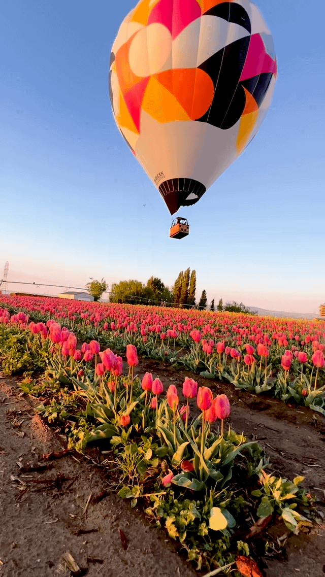 This was awesome this morning. Flew over the Tulip fields