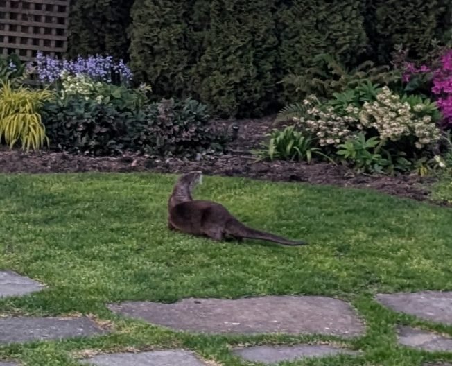 WEST SEATTLE WILDLIFE: Backyard otter; sidewalk coyote