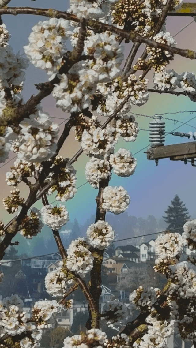 Rainer Cherry Blossoms, Giant Rainbow and Various Birds In Slow Motion