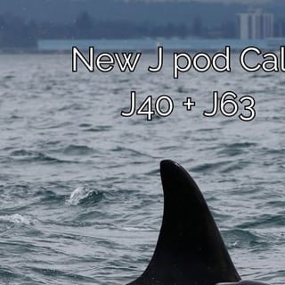 We are pleased to announce the arrival of a new calf in J Pod!