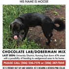 Lost Dog: Moose
