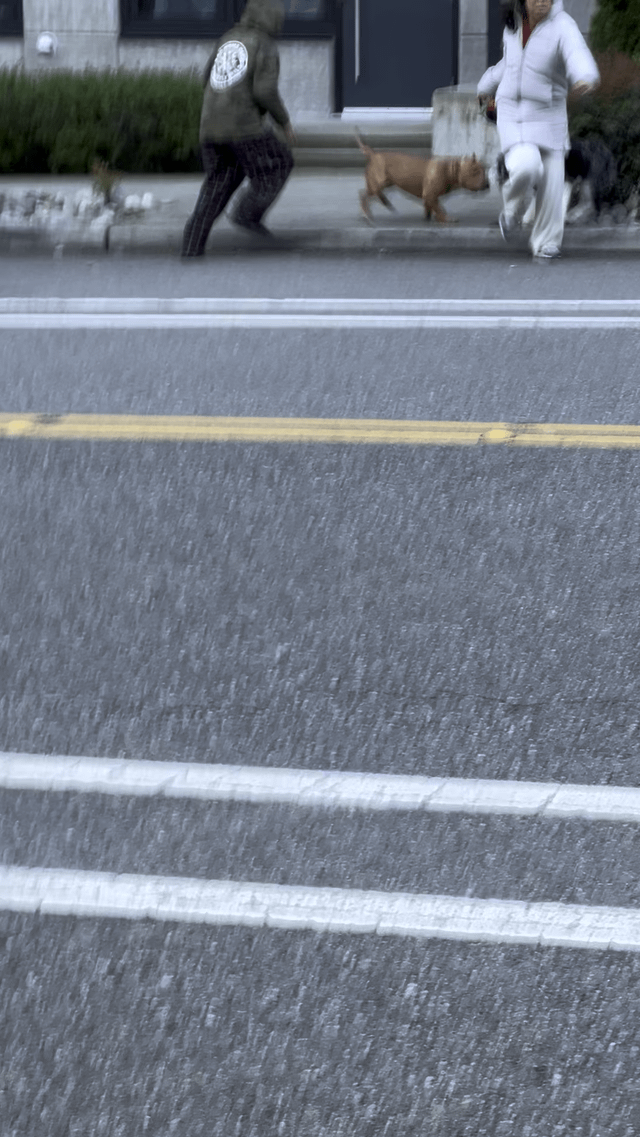 Wild pit bull attacked another dog on Dexter Ave