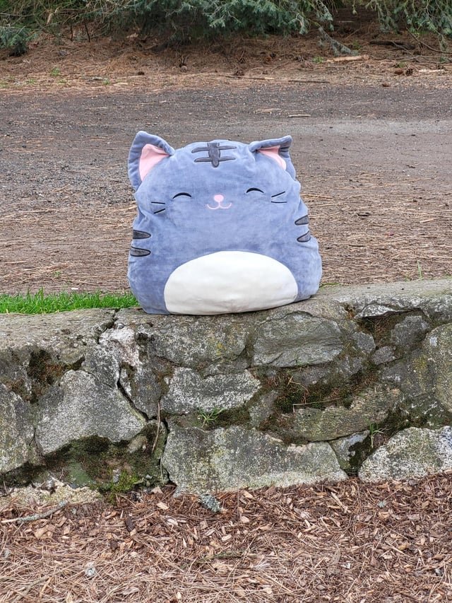 The Adventures of Fluffy the Squishmellow Kat – Lincoln Park West Seattle