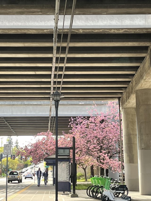 The cherry trees are everywhere, even under I5!