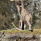 Some pictures I took at Woodland Park Zoo today