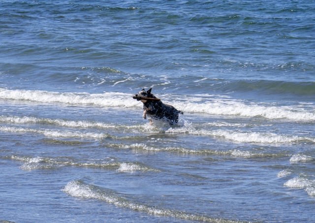 Was testing out my new lens at Golden Garden’s today, if you know who’s dog this is I feel like this is a good photo. Doggie was with an older man carrying Cafe Vita coffee and played fetch all the way to the car lol
