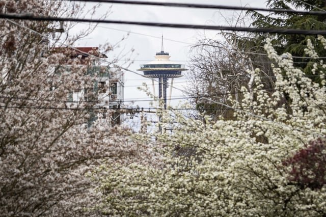 Please don’t leave Seattle, Cherry Blossoms.