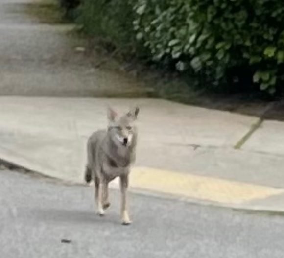 WEST SEATTLE WILDLIFE: Daytime coyote sightings