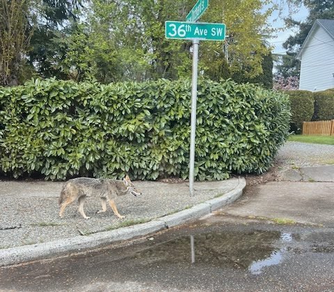 WEST SEATTLE WILDLIFE: 3 more coyote sightings, and a survey